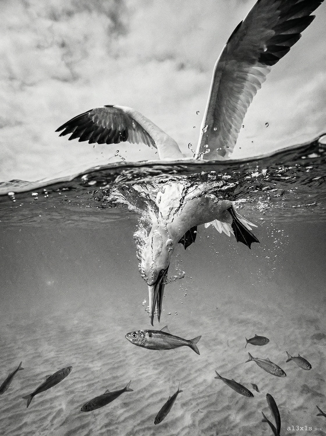 al3x1s — Promptographie N&B #57, série Entre rêves et Réalité, tirage Fine Art édition limitée 1/10